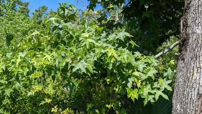 Liquidambar styraciflua, photographed by Joseph Aubert