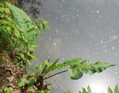 Rumex aquaticus, photographed by Daria