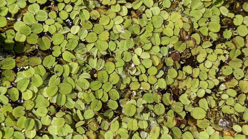 Salvinia minima, photographed by Joseph Aubert