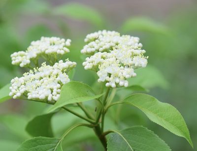 Viburnum lentago, photographed by Bernie Paquette