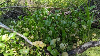 Pontederia crassipes, photographed by Joseph Aubert