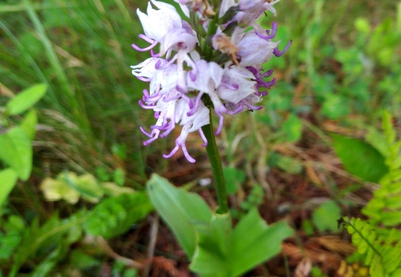 Orchis simia, photographed by katunchik