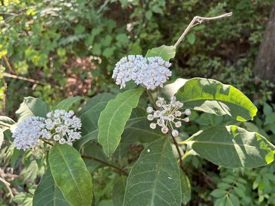 Asclepias variegata, photographed by Ethan