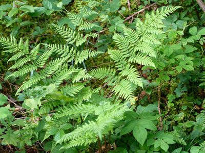 Dryopteris dilatata, photographed by Andreas Stiller