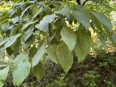 Cornus florida, photographed by Ethan