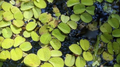 Salvinia minima, photographed by Joseph Aubert