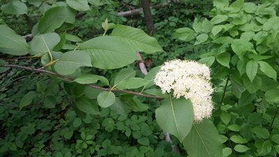 Viburnum lentago, photographed by Loopy30