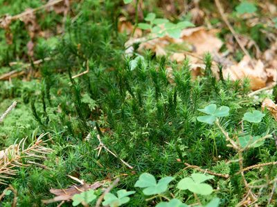 Polytrichum formosum, photographed by Andreas Stiller