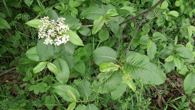 Viburnum lentago, photographed by Loopy30
