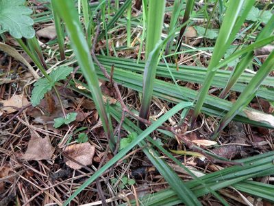 Carex pilosa, photographed by Екатерина Войнова