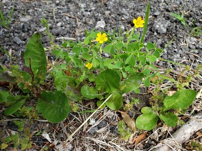 Oxalis stricta, photographed by Dave Behm