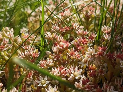 Sedum hispanicum, photographed by Attila Oláh