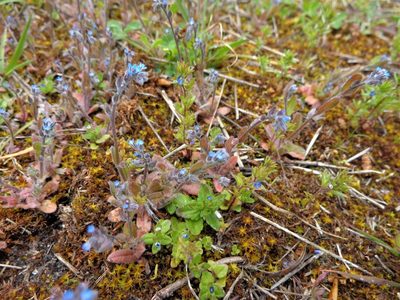 Myosotis stricta, photographed by Екатерина Войнова
