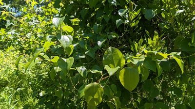 Smilax rotundifolia, photographed by Joseph Aubert