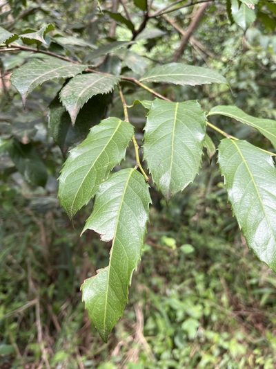 Rawsonia lucida, photographed by Elliot Greiner
