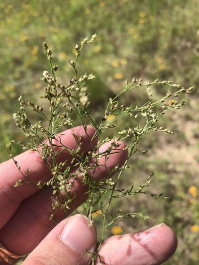 Lechea tenuifolia, photographed by Sam Kieschnick