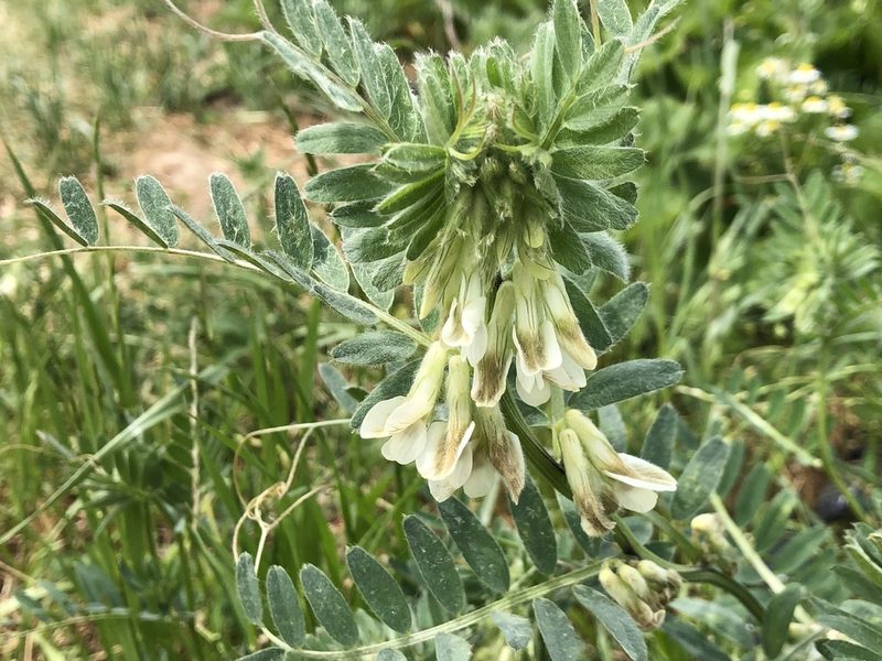 Vicia pannonica, photographed by Jason Grant