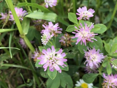 Trifolium resupinatum, photographed by Jason Grant