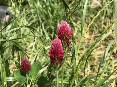 Trifolium incarnatum, photographed by Jason Grant