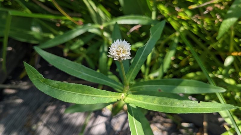 Alternanthera philoxeroides, photographed by Joseph Aubert