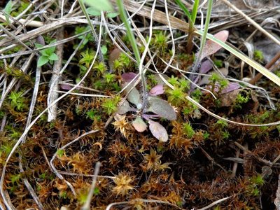 Arabidopsis thaliana, photographed by Екатерина Войнова