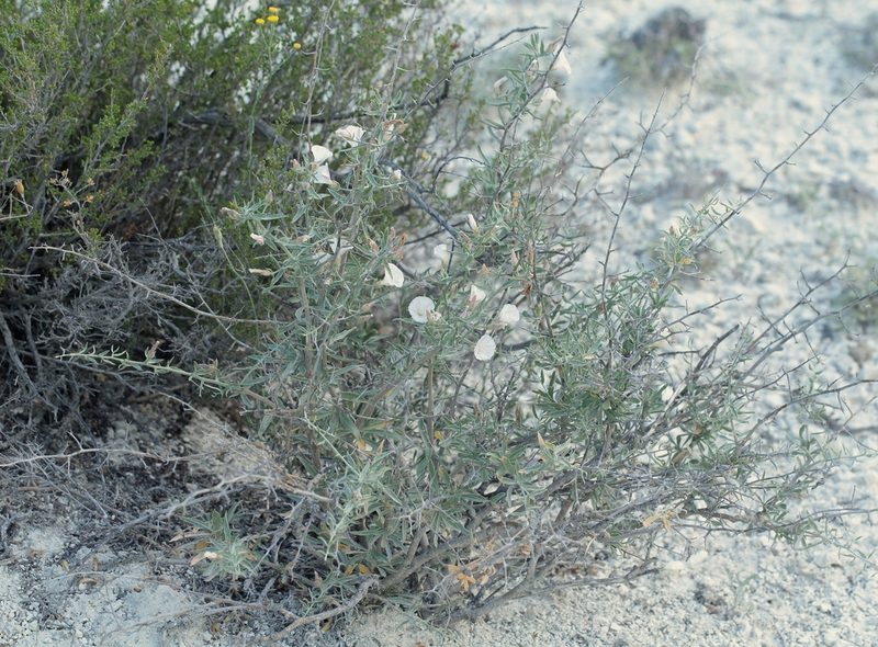 Convolvulus fruticosus, photographed by Иван Пристрем