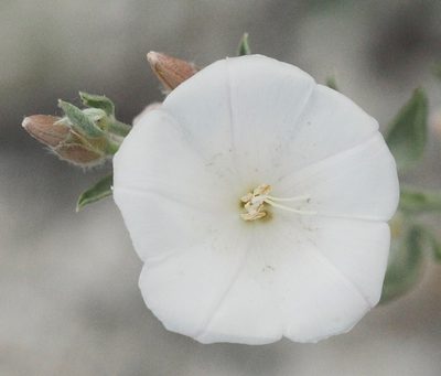 Convolvulus fruticosus, photographed by Иван Пристрем
