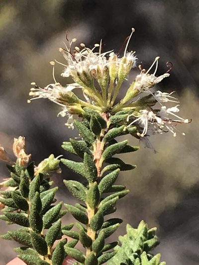Agathosma roodebergensis, photographed by Ren Hoekstra
