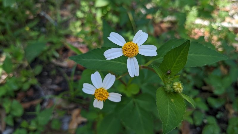 Bidens alba, photographed by Joseph Aubert