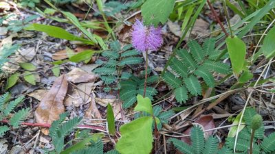 Mimosa strigillosa, photographed by Joseph Aubert