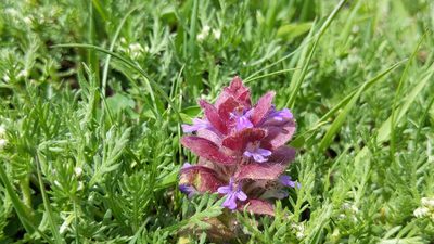 Ajuga pyramidalis, photographed by Philipp