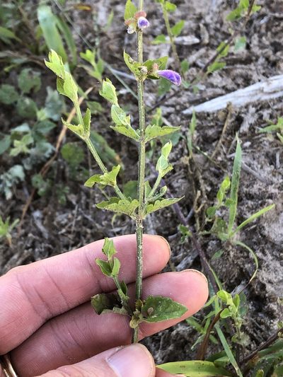 Scutellaria cardiophylla, photographed by Sam Kieschnick