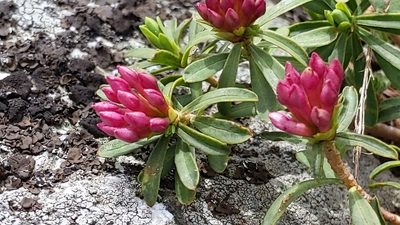 Daphne striata, photographed by Philipp