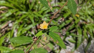 Sida rhombifolia, photographed by Joseph Aubert