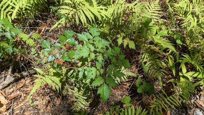 Nekemias arborea, photographed by Joseph Aubert