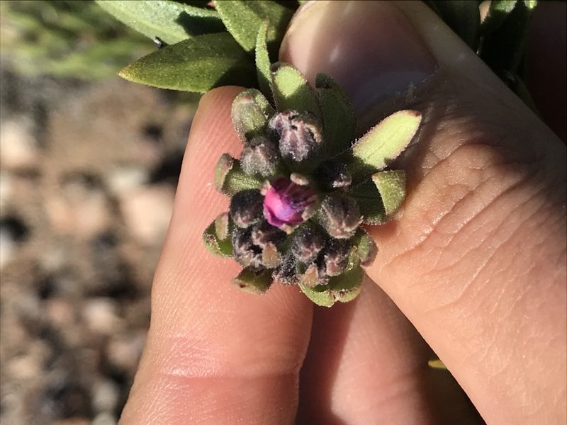 Lobostemon marlothii, photographed by Ren Hoekstra