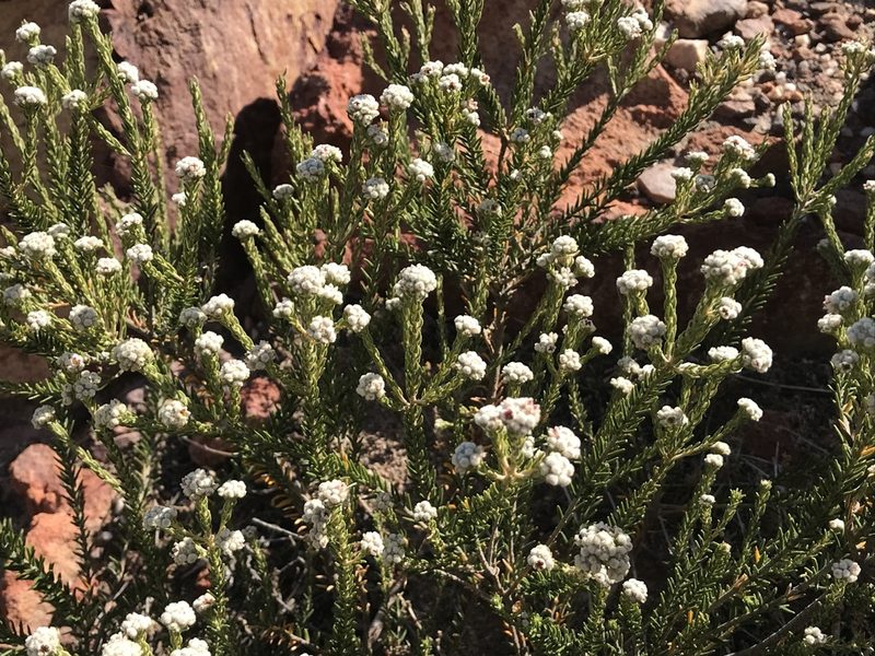 Phylica lanata, photographed by Ren Hoekstra