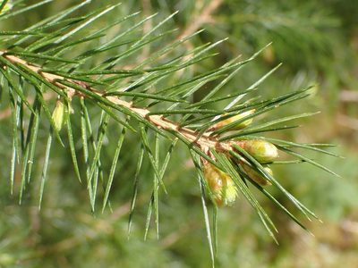 Picea sitchensis, photographed by giantcicada