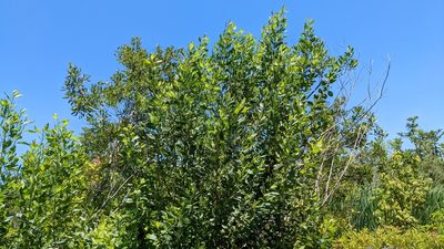 Baccharis halimifolia, photographed by Joseph Aubert