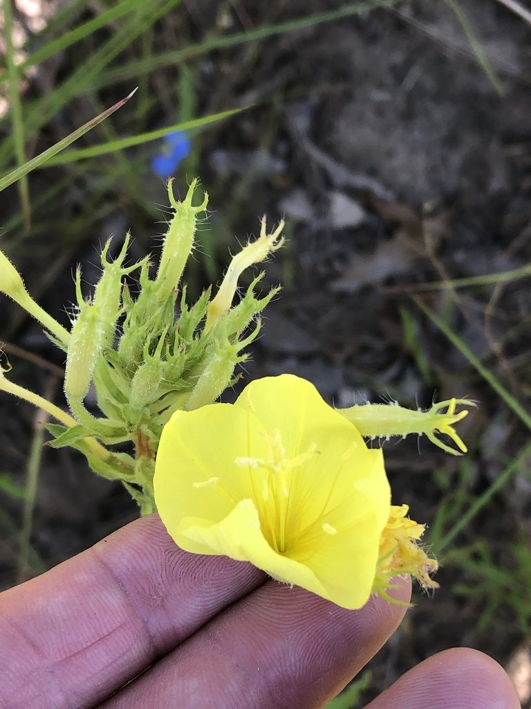 Oenothera heterophylla, photographed by Sam Kieschnick