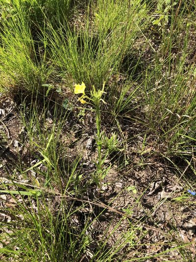 Oenothera heterophylla, photographed by Sam Kieschnick
