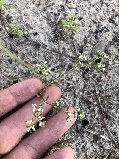 Paronychia drummondii, photographed by Sam Kieschnick