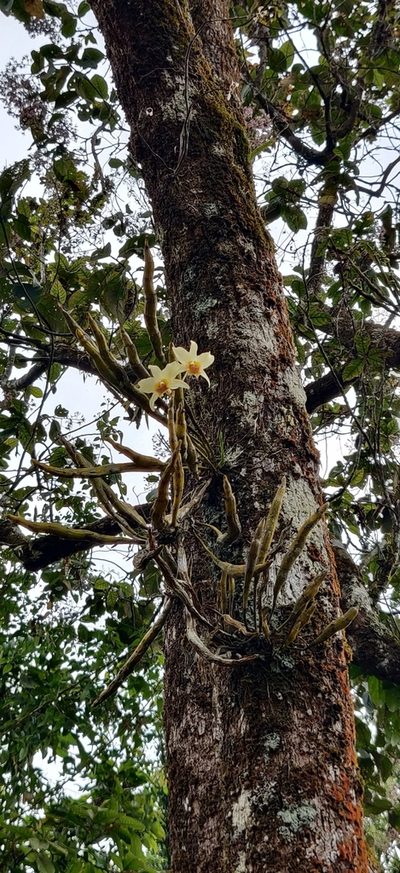 Dendrobium heterocarpum, photographed by T R Shankar Raman