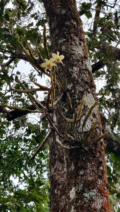 Dendrobium heterocarpum, photographed by T R Shankar Raman