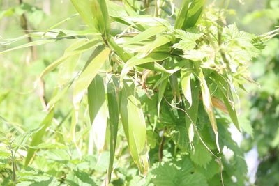 Pseudosasa japonica, photographed by Michel Langeveld
