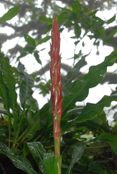 Pitcairnia imbricata, photographed by Cricket Raspet