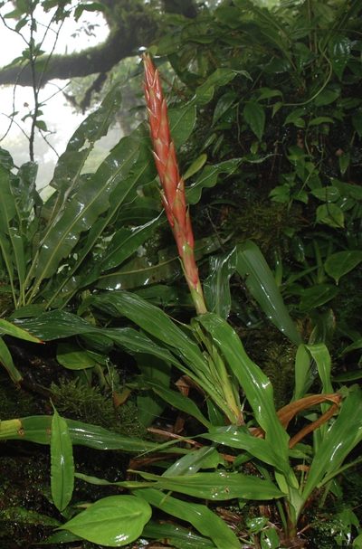 Pitcairnia imbricata, photographed by Cricket Raspet