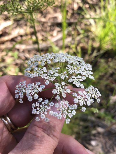 Ptilimnium costatum, photographed by Sam Kieschnick