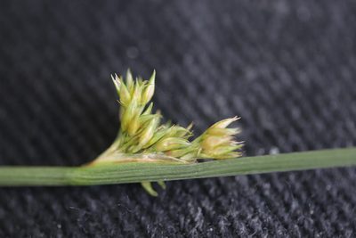 Juncus inflexus, photographed by Michel Langeveld