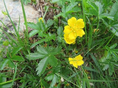 Potentilla aurea, photographed by Marco Mussita